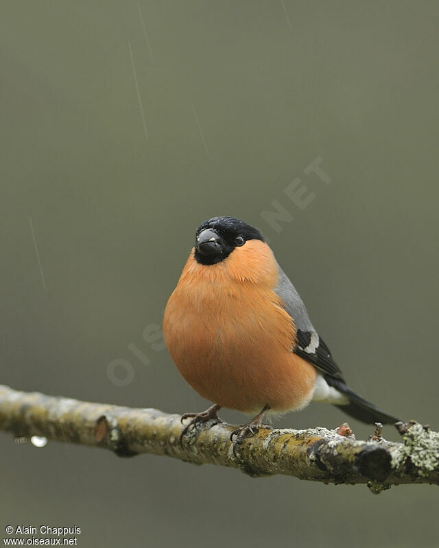 Eurasian Bullfinch male adult breeding, identification, Behaviour