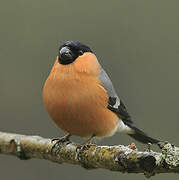 Eurasian Bullfinch