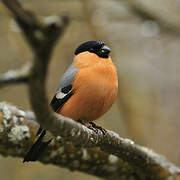 Eurasian Bullfinch