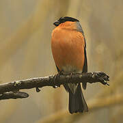 Eurasian Bullfinch