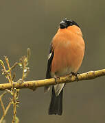 Eurasian Bullfinch