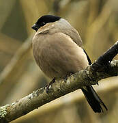 Eurasian Bullfinch