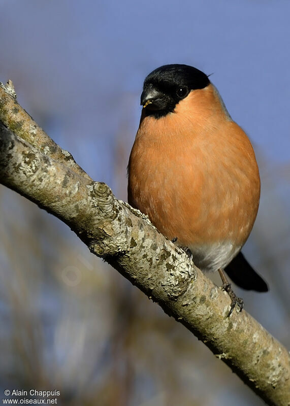 Eurasian Bullfinch male adult, identification, Behaviour