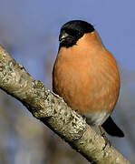 Eurasian Bullfinch