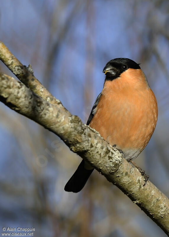 Eurasian Bullfinch male adult post breeding, identification, Behaviour