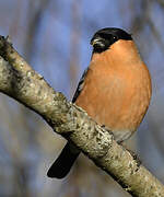 Eurasian Bullfinch