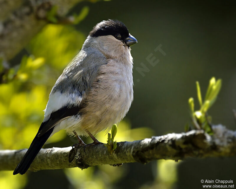 Eurasian Bullfinch female adult