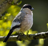 Eurasian Bullfinch