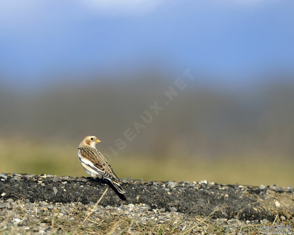 Bruant des neigesadulte, identification, Comportement