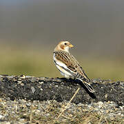 Snow Bunting