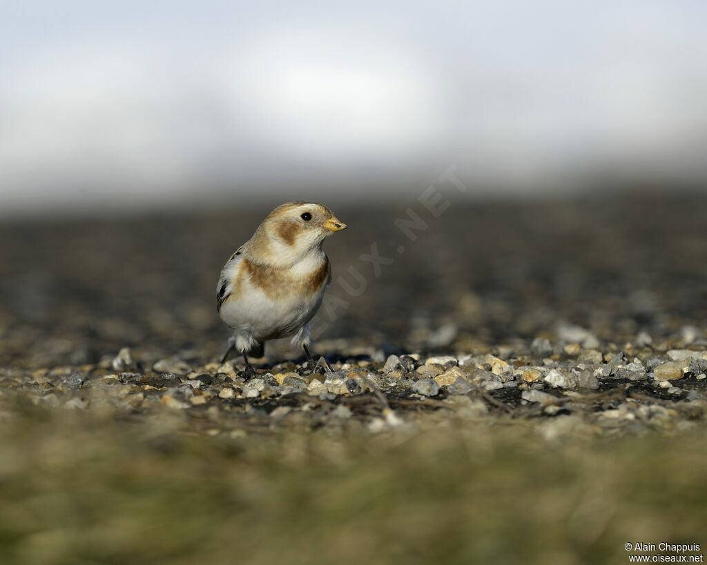 Snow Buntingadult, identification, feeding habits, Behaviour