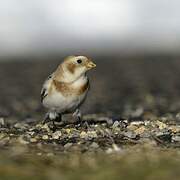 Snow Bunting