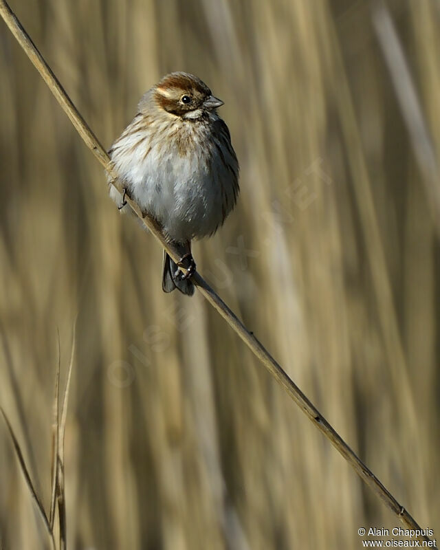 Bruant des roseauxadulte, identification, Comportement