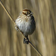 Common Reed Bunting