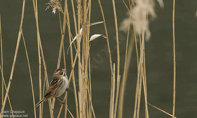 Bruant des roseaux femelle adulte, habitat, Comportement