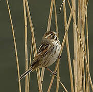 Common Reed Bunting