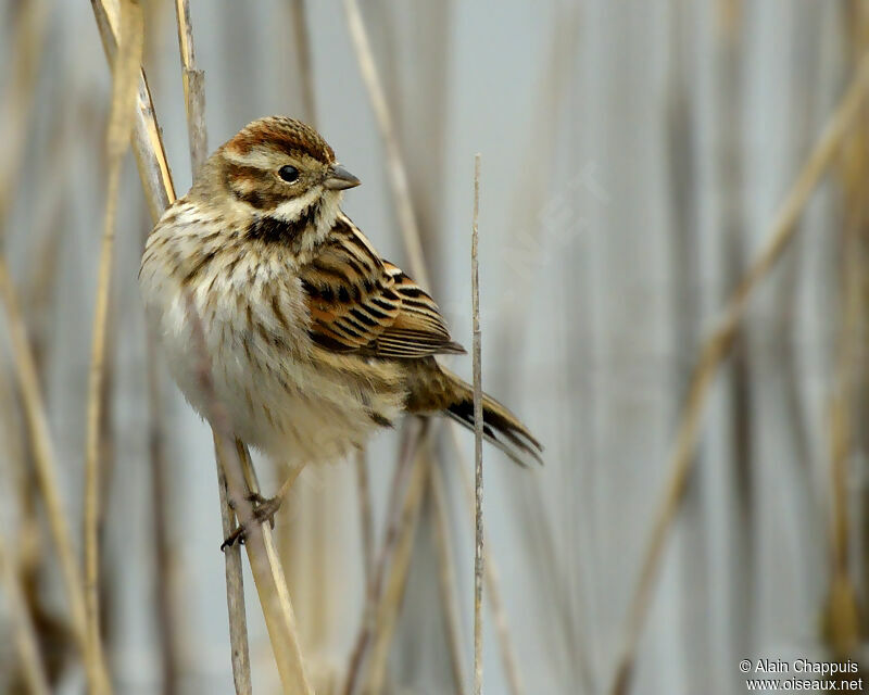 Common Reed Buntingadult, identification, Behaviour