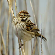 Common Reed Bunting