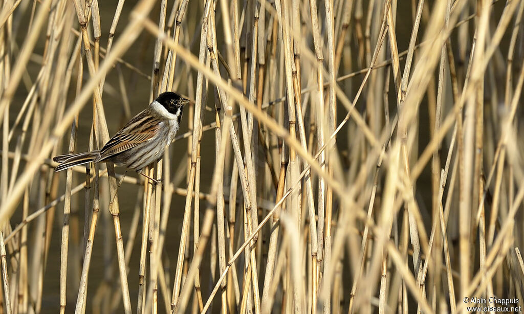 Bruant des roseaux mâle adulte, identification, Comportement