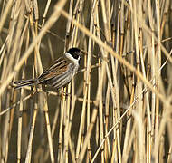 Common Reed Bunting