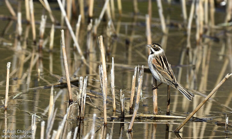 Common Reed Bunting male adult, identification, Behaviour