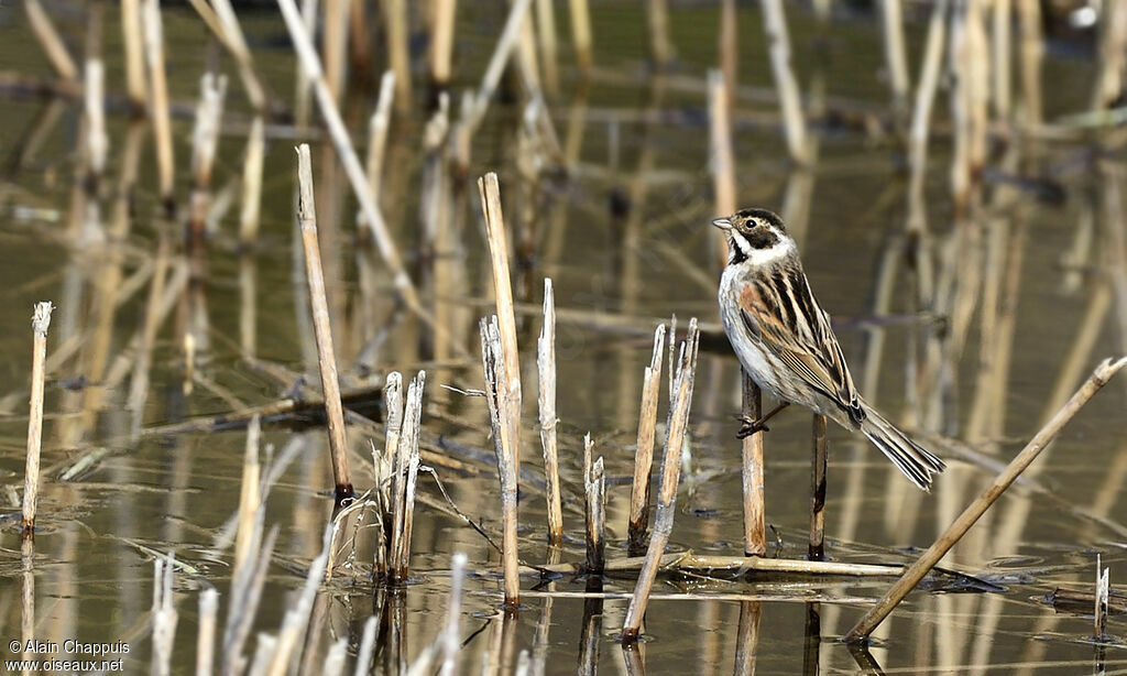 Bruant des roseaux mâle adulte, identification, Comportement