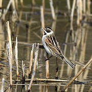 Common Reed Bunting