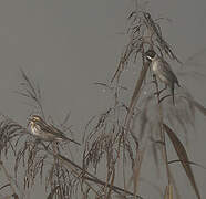 Common Reed Bunting