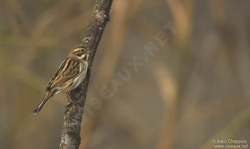 Common Reed Buntingadult, identification, Behaviour