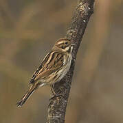 Common Reed Bunting