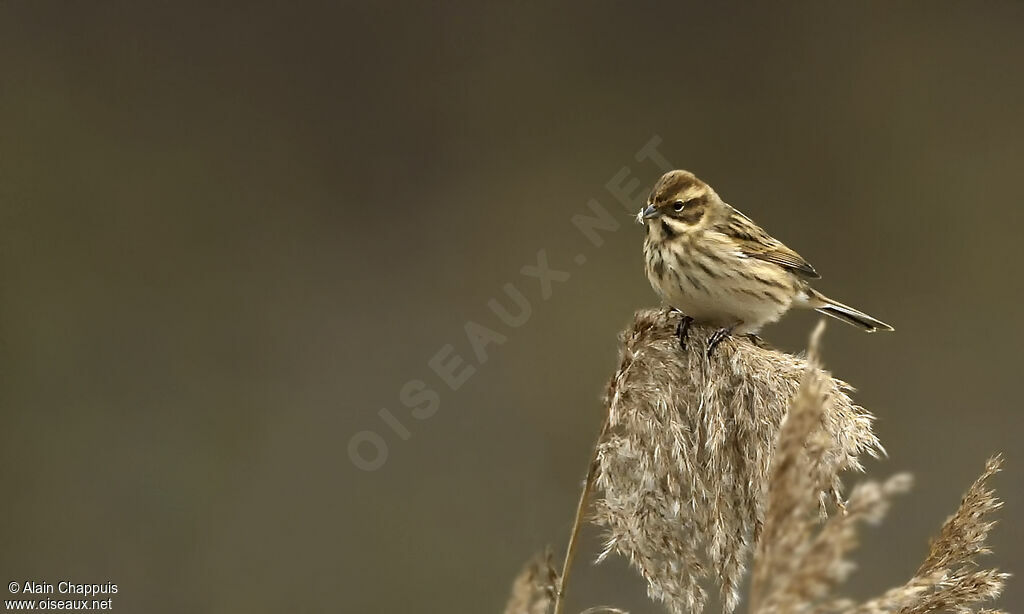 Bruant des roseauxadulte internuptial, identification, mange