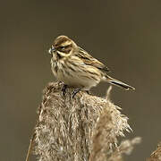 Common Reed Bunting