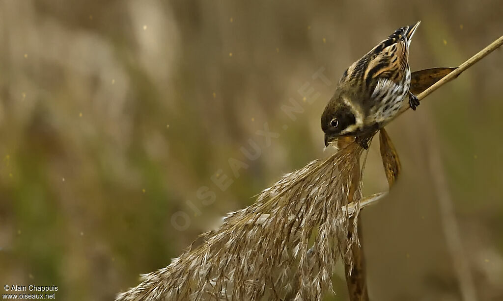 Common Reed Bunting male adult, eats