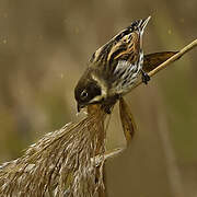 Common Reed Bunting