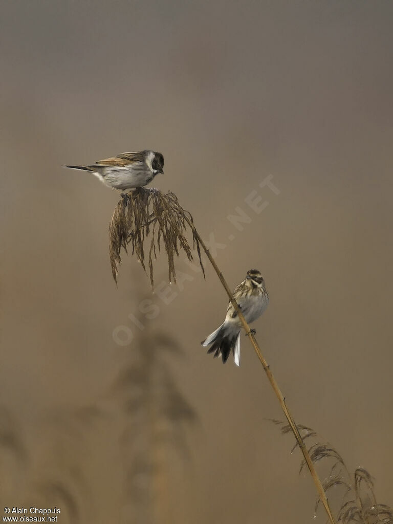 Common Reed Buntingadult transition, identification, eats