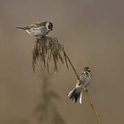 Common Reed Bunting