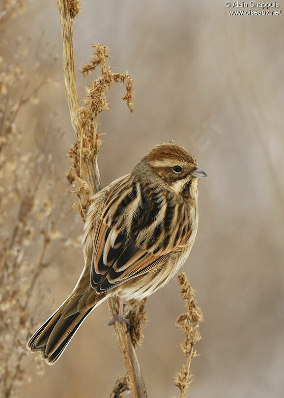 Bruant des roseaux, identification, régime, Comportement