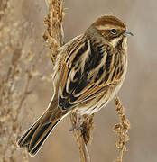 Common Reed Bunting