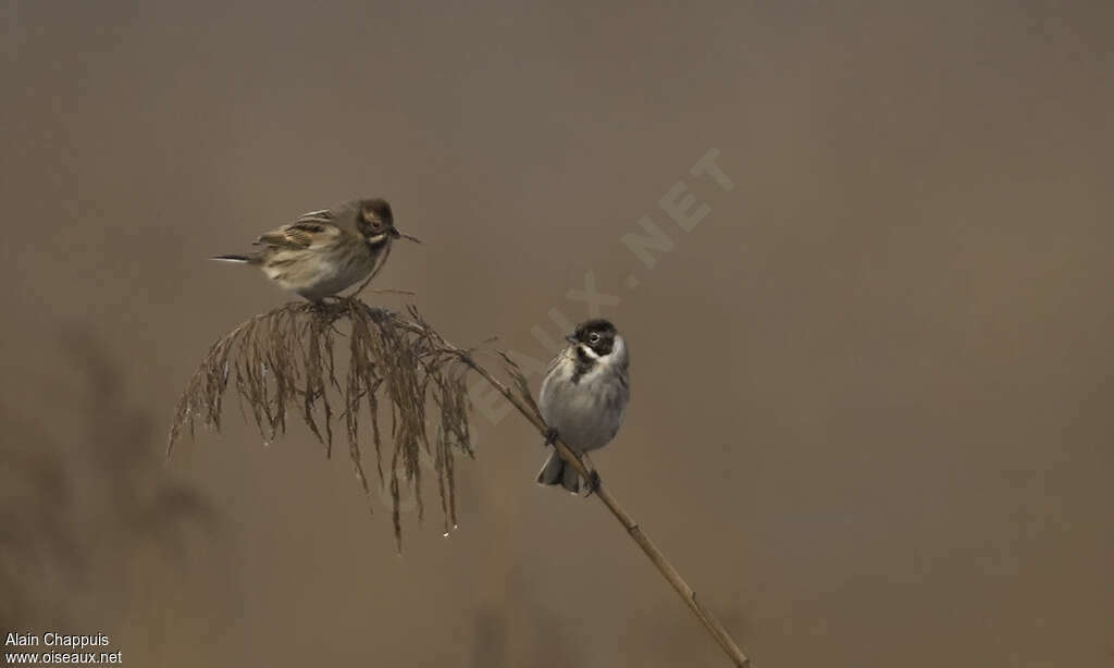 Common Reed Bunting, habitat, pigmentation, eats