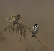 Common Reed Bunting