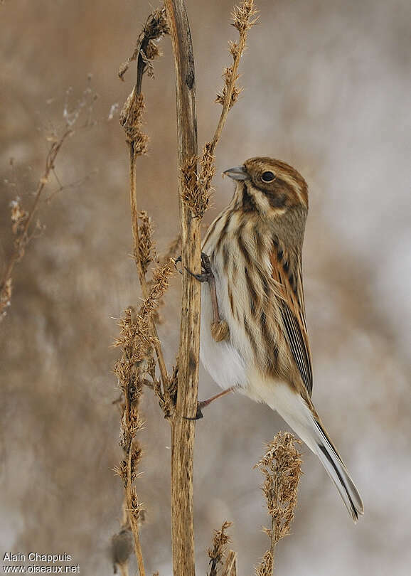 Common Reed Bunting male First year, identification, feeding habits, Behaviour