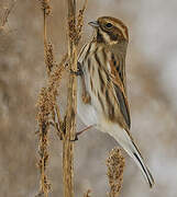 Common Reed Bunting