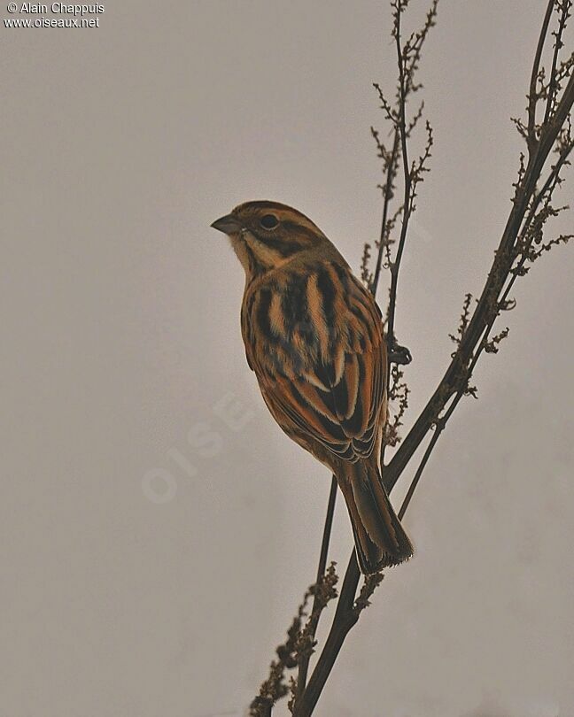 Bruant des roseaux femelle 1ère année, identification, régime, Comportement