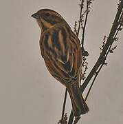 Common Reed Bunting