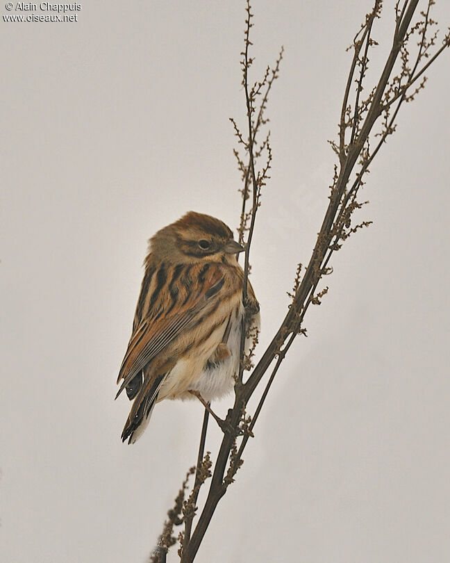 Common Reed Bunting female First year, identification, feeding habits, Behaviour