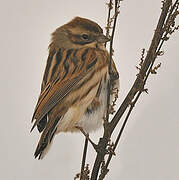 Common Reed Bunting