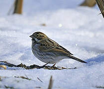 Common Reed Bunting