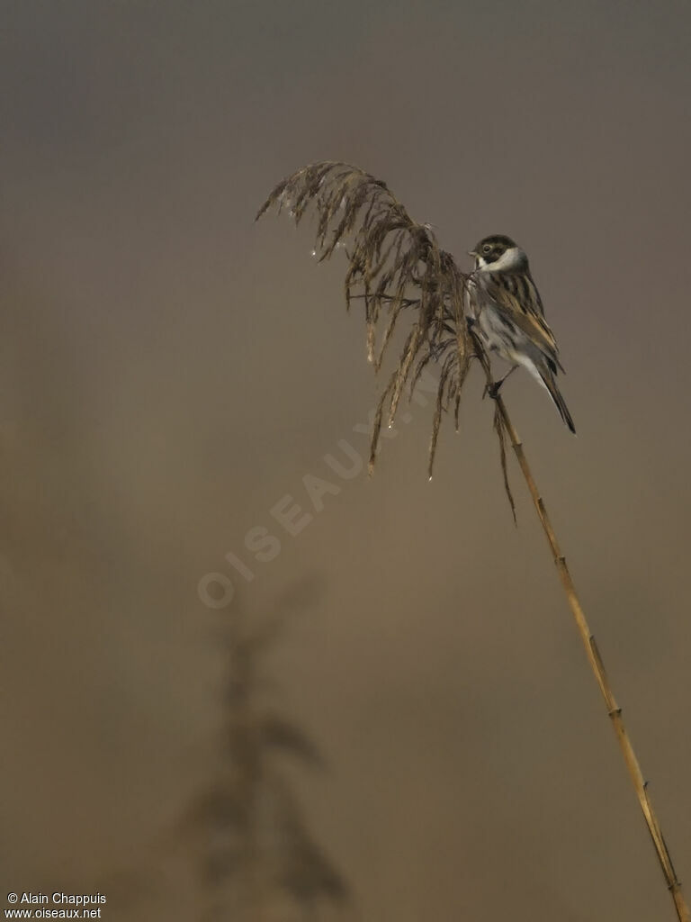 Common Reed Buntingadult transition, identification, eats