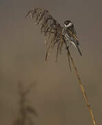 Common Reed Bunting