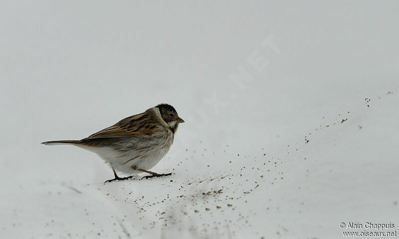 Common Reed Bunting male adult post breeding